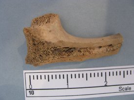 Artiodactyl