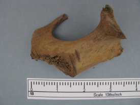 Artiodactyl