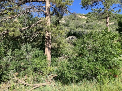 A dry wooded area that you would see in Colorado with pine trees, brush, dried grass and other bushes.